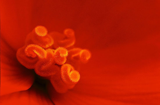 Begonia