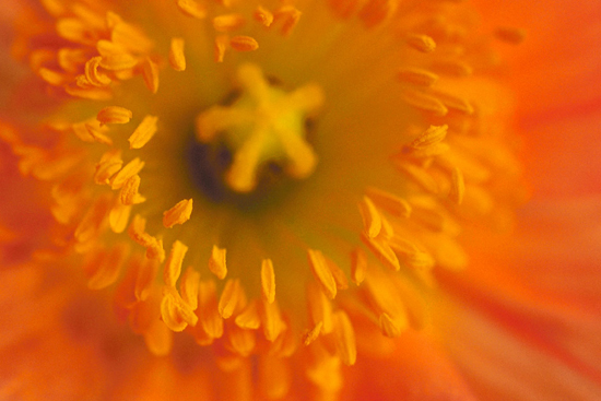 orange poppy