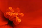 Begonia