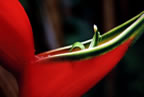 Heliconia