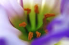 Lisianthus