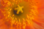 Orange Poppy